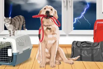 Illustration of a dog with leash in his mouth, cat on a carrier, and luggage in front of a stormy window.