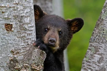 Black bear cub in tree