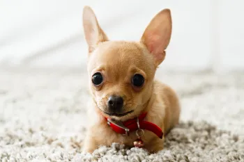 Portrait of a small dog laying on carpet