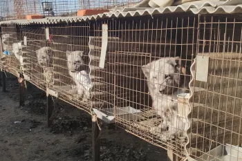 rows of cages holding many arctic fox at a fur farm in China