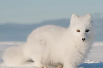 wild arctic fox in snow