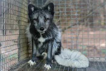 Scared fox in dirty cage on fur farm