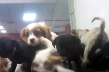 Overcrowding in the Tyler, Texas Petland store, where many puppies were sick.