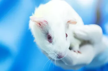 Guinea pig held by a person in a lab