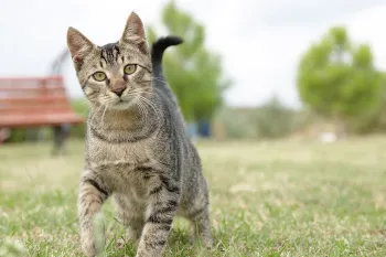 A cute cat walking outdoors