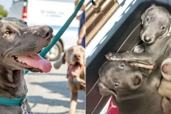 Pearl (left) and her puppies (right)