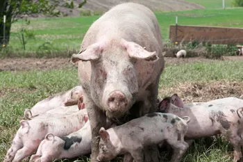 humanely raised pigs, outside