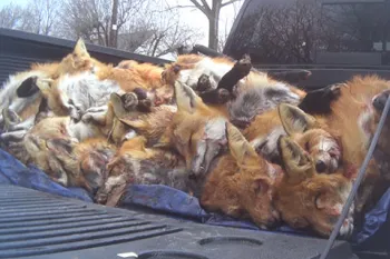 Multiple dead fox in a pile in the back of a truck