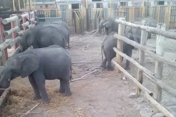 Baby elephants from Zimbabwe, later shipped to China