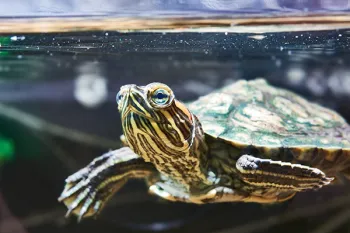 Pet turtle Pet turtle in a home aquarium