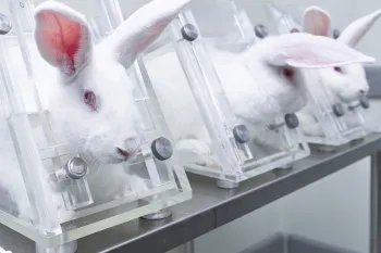 Rabbits contained in confining stock holds for use in research