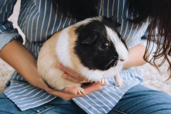 Woman holding pet guinea pig