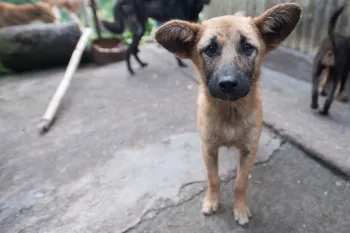 Street dog in Bhutan