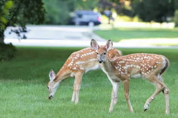 Two deer in a landscaped yard.