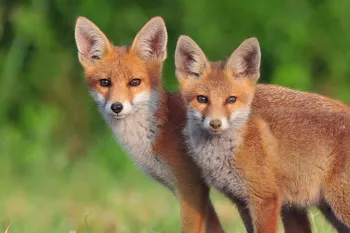 two red foxes in a field