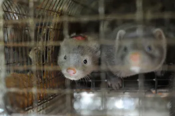 Two mink in a wire cage on fur farm