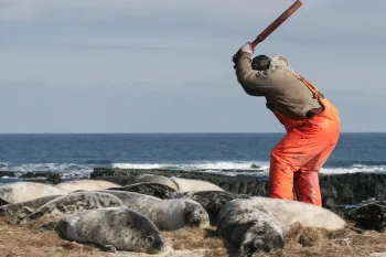Person about to swing club at seals laying on a beach.