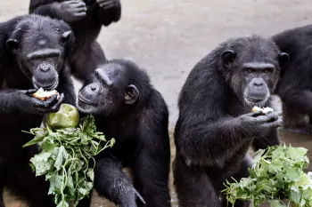 Rescued chimpanzees at the waters edge eating fresh vegetables