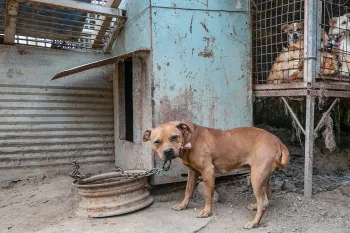 Dogs in filthy conditions at a dog meat farm in South Korea