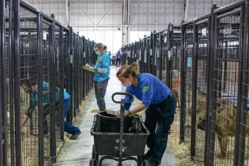 Dogs rescued from the South Korea dog meat trade at a temporary shelter in the United States