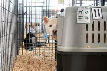 Dogs rescued from the dog meat trade in South Korea at a temporary shelter in the United States