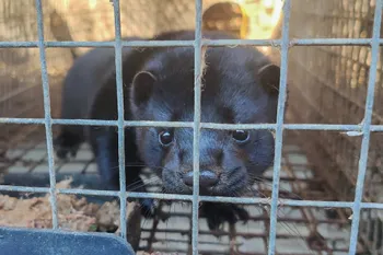 black mink fur farms in Asia