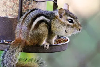 chipmunk on a bird feeder