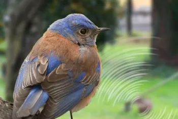 a bluebird sits on a tree with a loud weed whacker in background