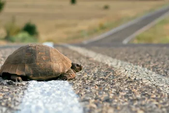 Turtle crossing the rural road