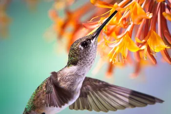 hummingbird sipping nectar from orange flowers