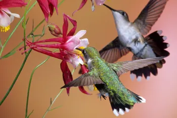 hummingbirds sipping nectar from bright red flowers