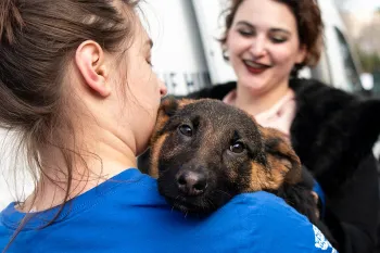 HSUS staff helping with a transport of puppy mill rescue dogs