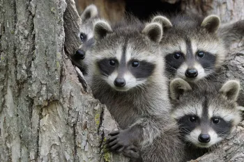 baby raccoons in a hollow tree