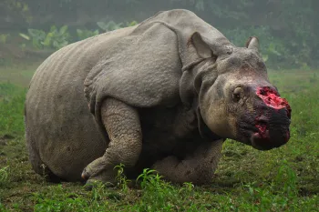 Living rhino suffering with horn removed