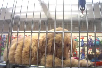 A sick golden retriever puppy in a cage at a Petland store