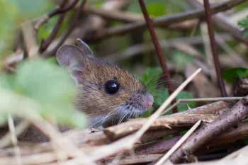 small mouse hiding in brush