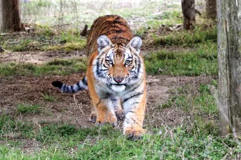 Elsa the tiger in her new home