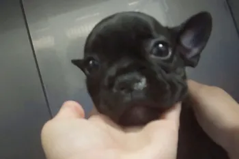 French Bulldog puppy at Petland store showing symptoms of upper respiratory illnesses