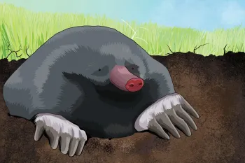 Illustration of a mole peeking out of a burrow