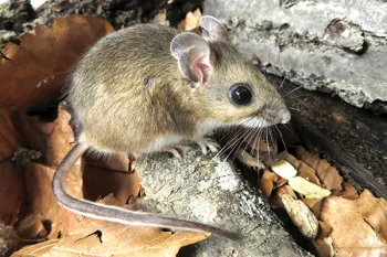 Photo os a white footed mouse