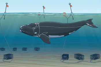 Illustration showing how right whales get entangled in the fishing lines of lobster ctraps.