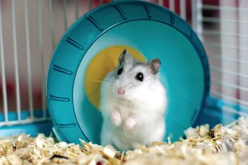 Photo of a cute white gerbil