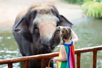 Photo of a little girl with an elephant at a zoo