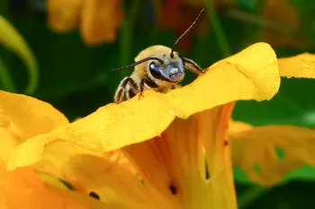 closeup of a bee on a large yellow flower