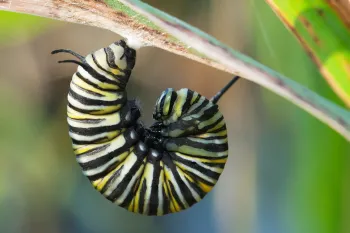 fat caterpillar curled on a leaf stalk