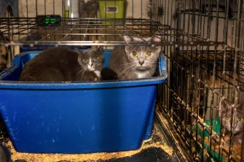 Several cats tightly crammed inside a dirty cage.