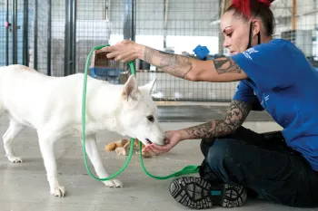 Rescuer Justine Hill works on leash training with a white dog named Gahee