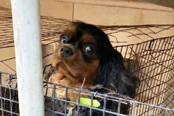 Dog in a rusty cage in a puppy mill