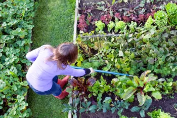 overhead view of a woman tending her garden