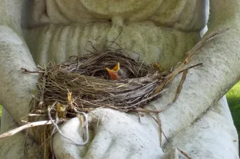 baby robin sitting in a nest